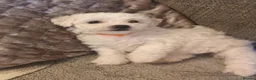 Bichon Frise dogs for sale: Bichon Frise Puppies, 2 male 2 female in Darlington - Advert 4