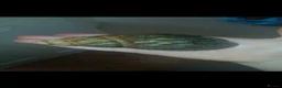 Snails invertebrates for sale: Giant African land snails for sale  - Advert 8