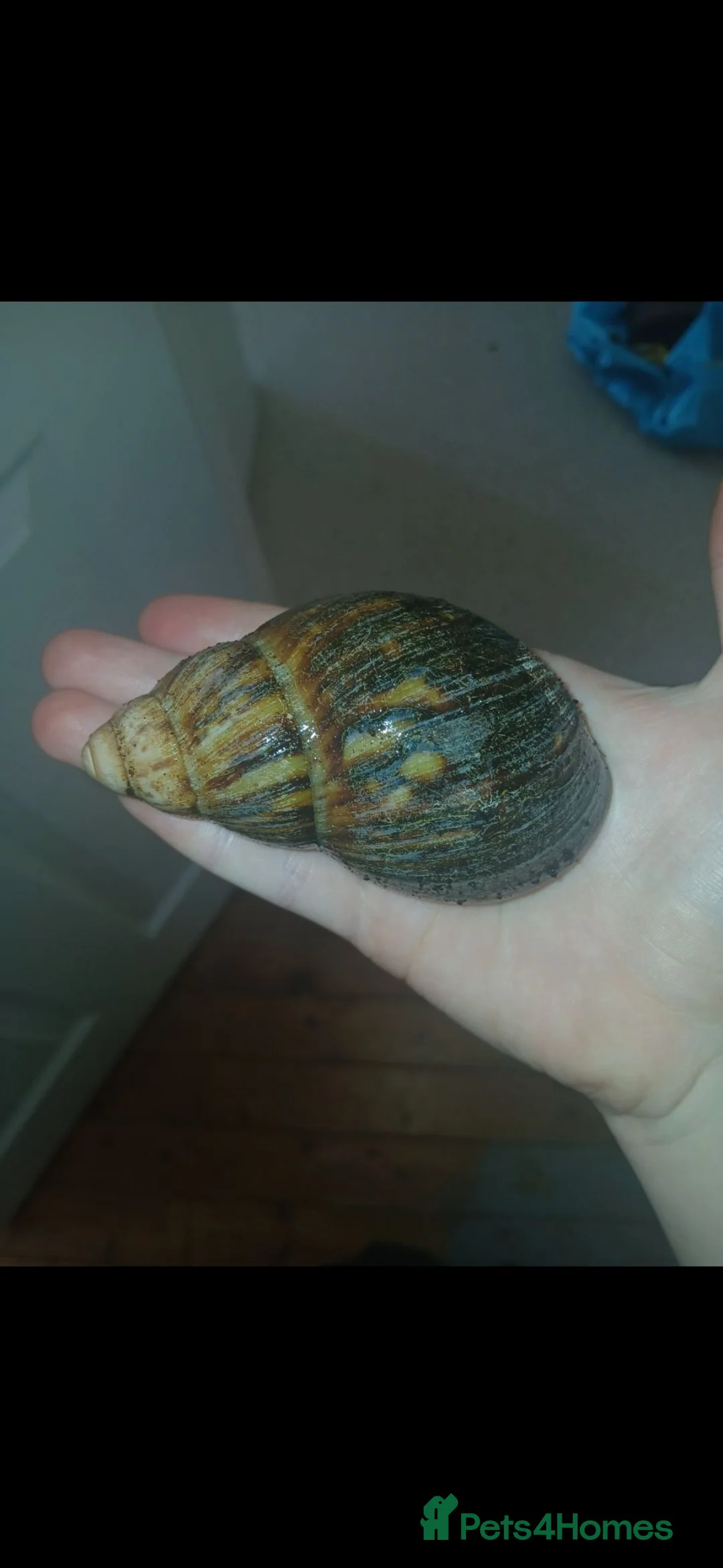 Snails invertebrates for sale: Giant African land snails for sale  - Advert 8