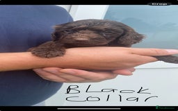 Cockapoo dogs for sale: Chocolate Cockapoo puppies - Image 2