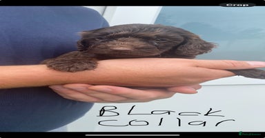 Cockapoo dogs - Advert 16