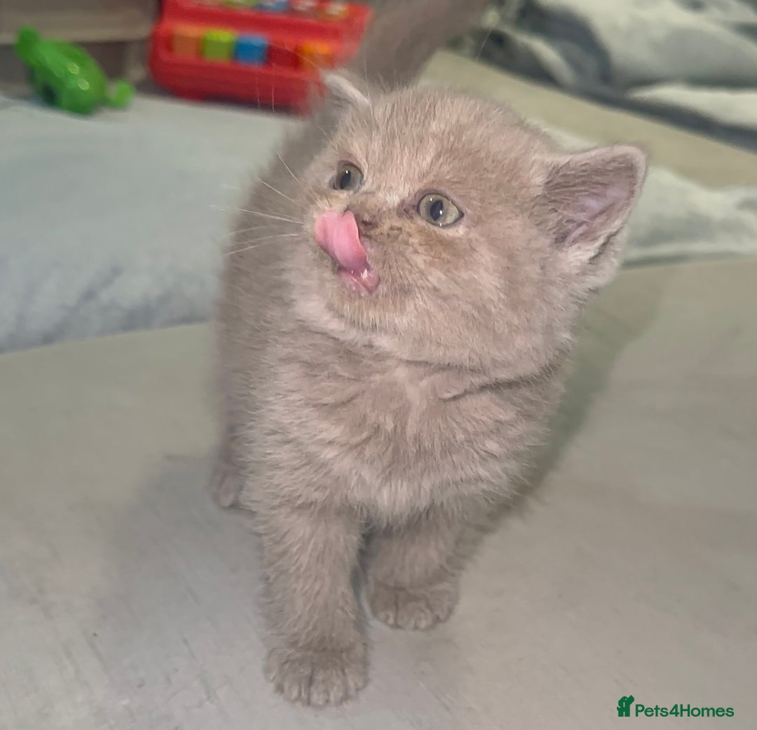 British Shorthair cats for stud: British short hair STUD duties only  in Hull - Advert 22