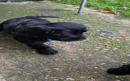 Sprocker dogs for sale: Sprocker  - Image 16