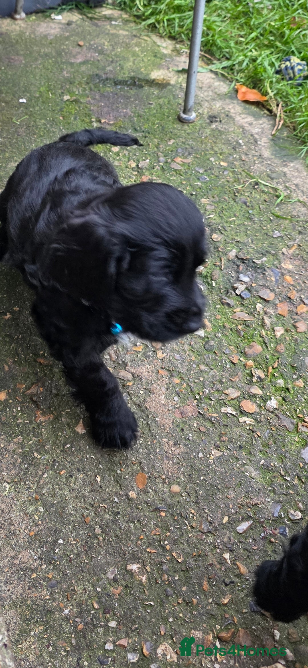 Sprocker dogs for sale: Sprocker  - Image 16