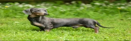 Miniature Dachshund dogs for stud: 🐶 BILLY 🐶  STUD ( PROVEN )  - Advert 2