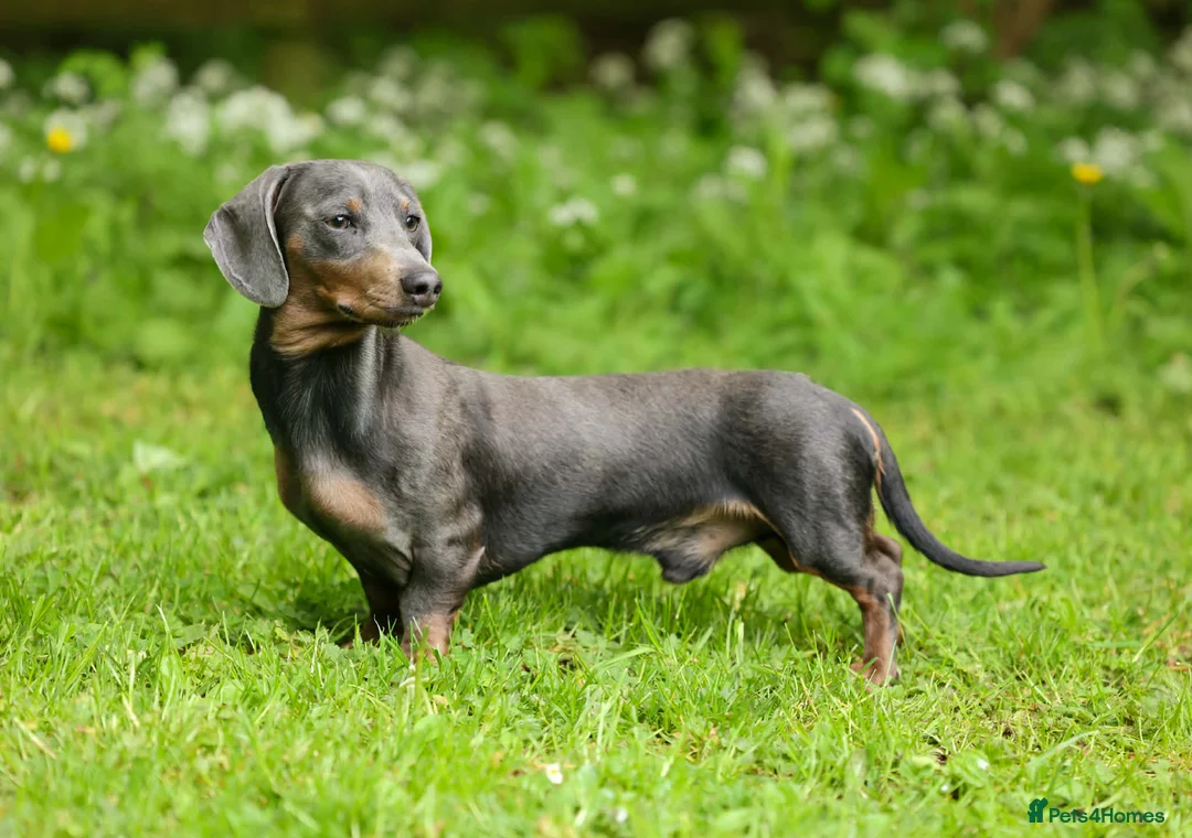 Miniature Dachshund dogs for stud: 🐶 BILLY 🐶  STUD ( PROVEN )  - Advert 2