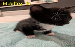 Mixed Breed cats for sale: Ready for our new adventure 🐾 - Image 17