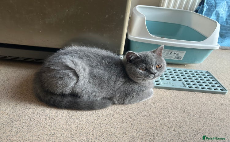 Scottish Fold cats in Bognor Regis - Advert 20