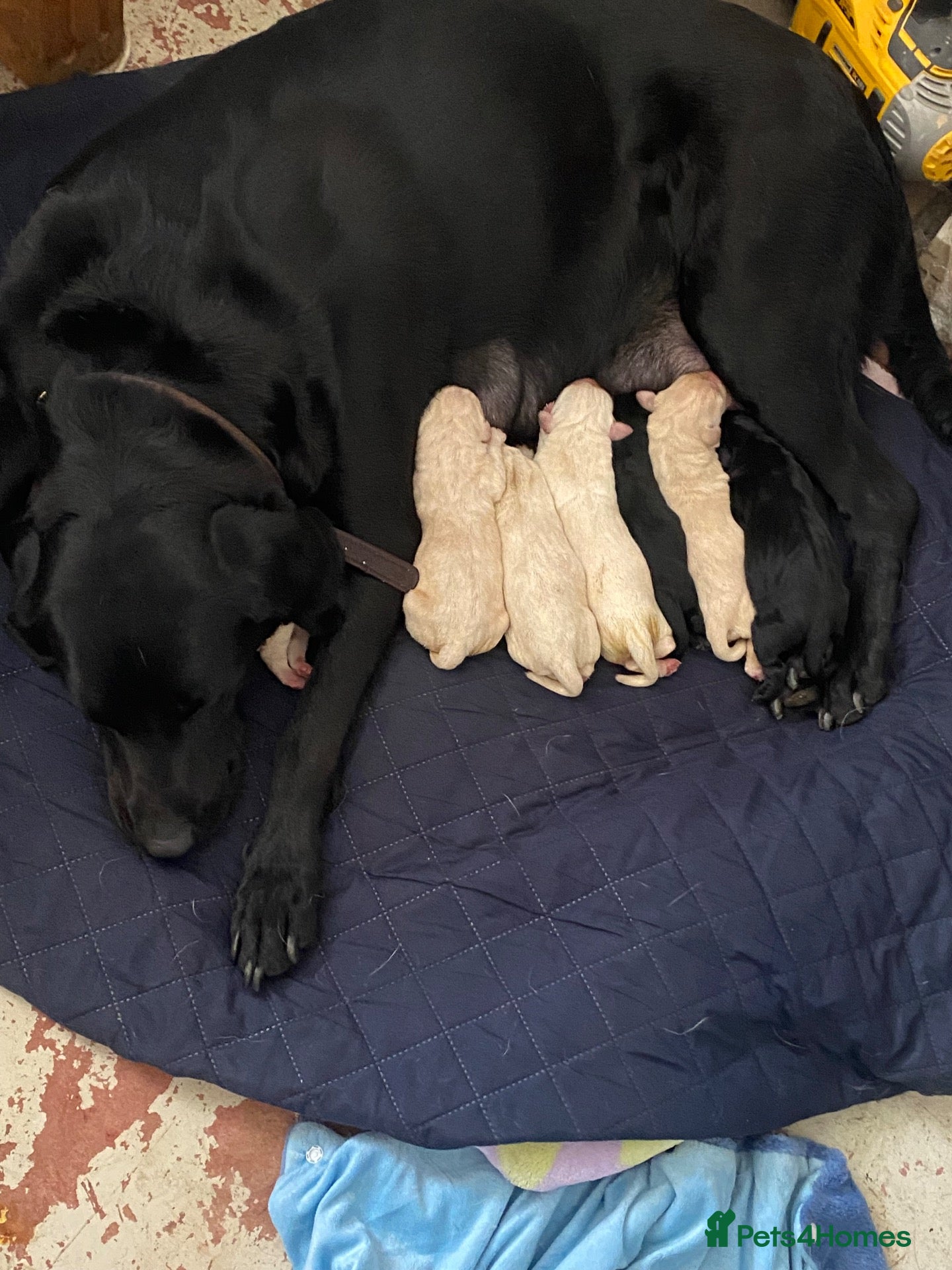 Labrador Retriever dogs Lovely Labrador puppies - Advert 1