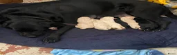 Labrador Retriever dogs for sale: Lovely Labrador puppies - Advert 1