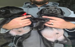 Labrador Retriever dogs for sale: Black and chocolate labrador puppies - Image 4