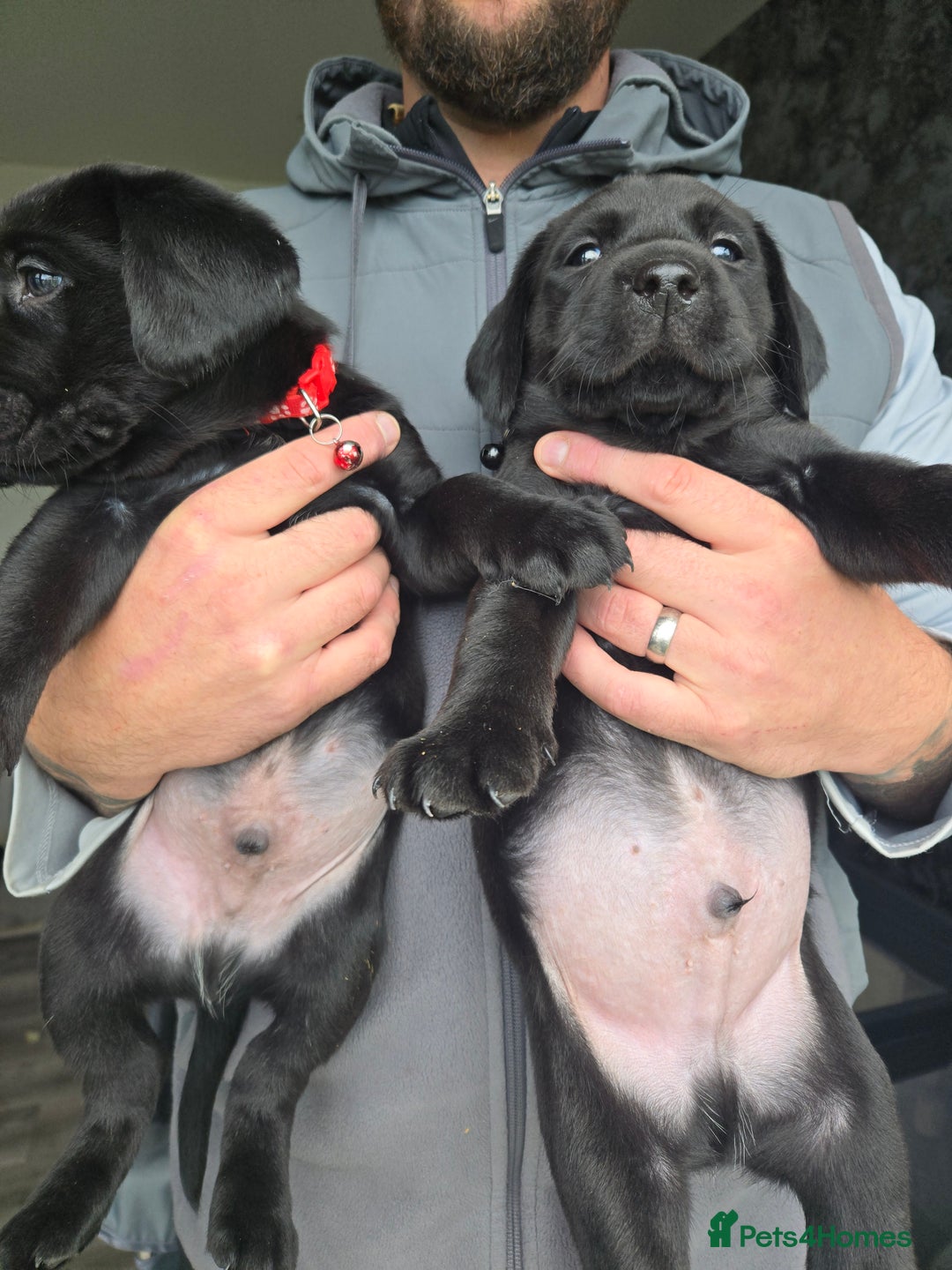 Labrador Retriever dogs for sale: Black and chocolate labrador puppies - Image 4