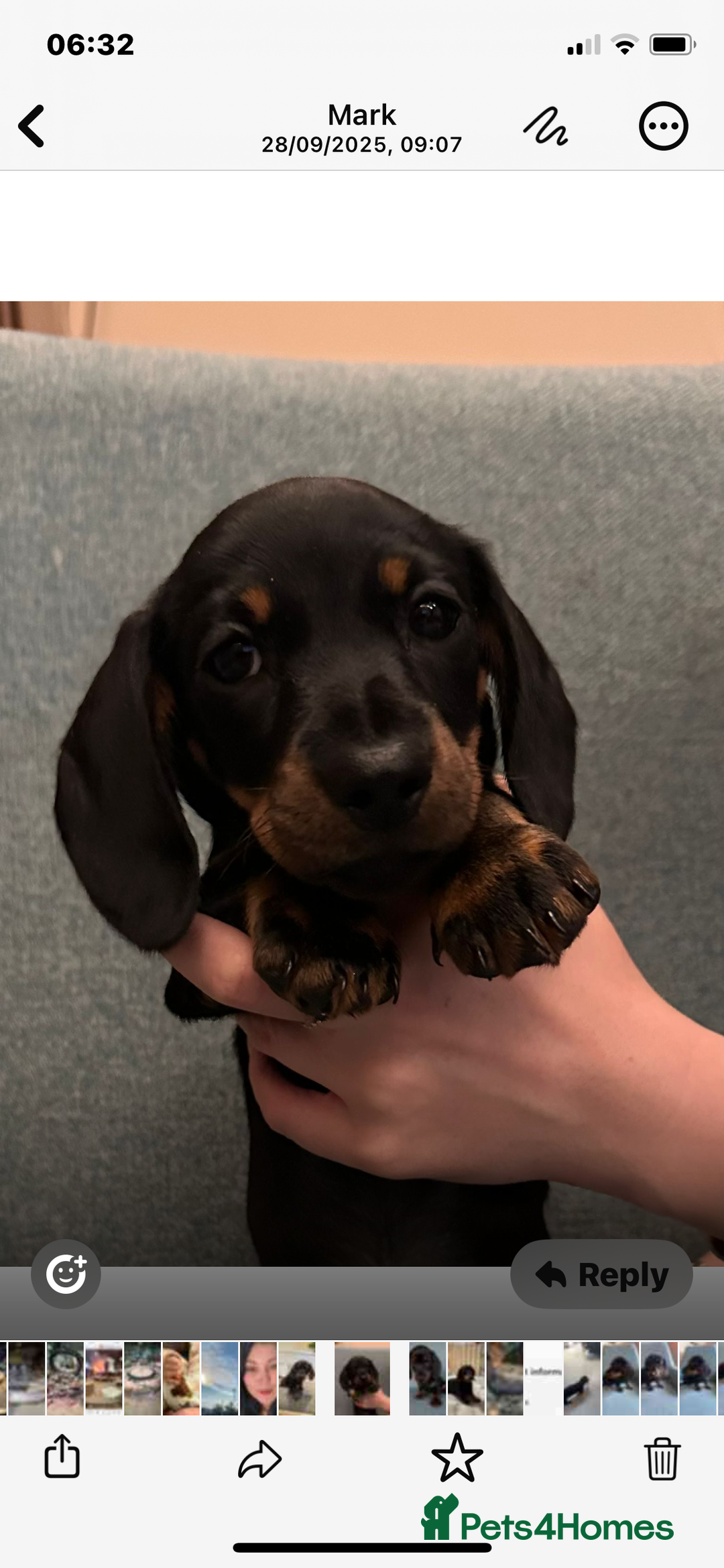 Miniature Dachshund dogs for sale: Beautiful little girl dachshund  - Advert 5