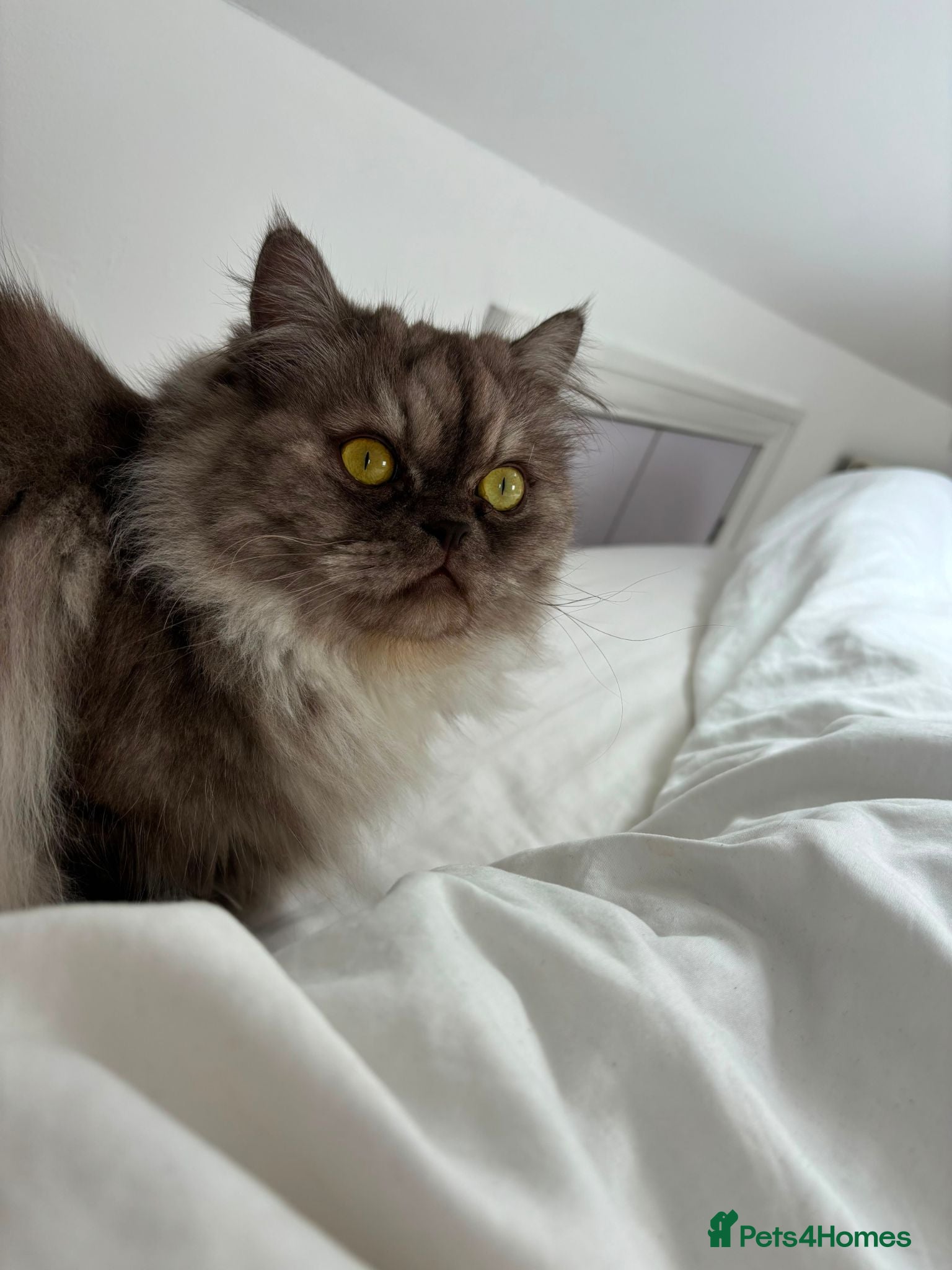 Persian cats Persian chinchilla male cat smokey grey/beige - Advert 2