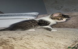 Mixed Breed cats for sale: Male and female kitten for sale  - Image 1