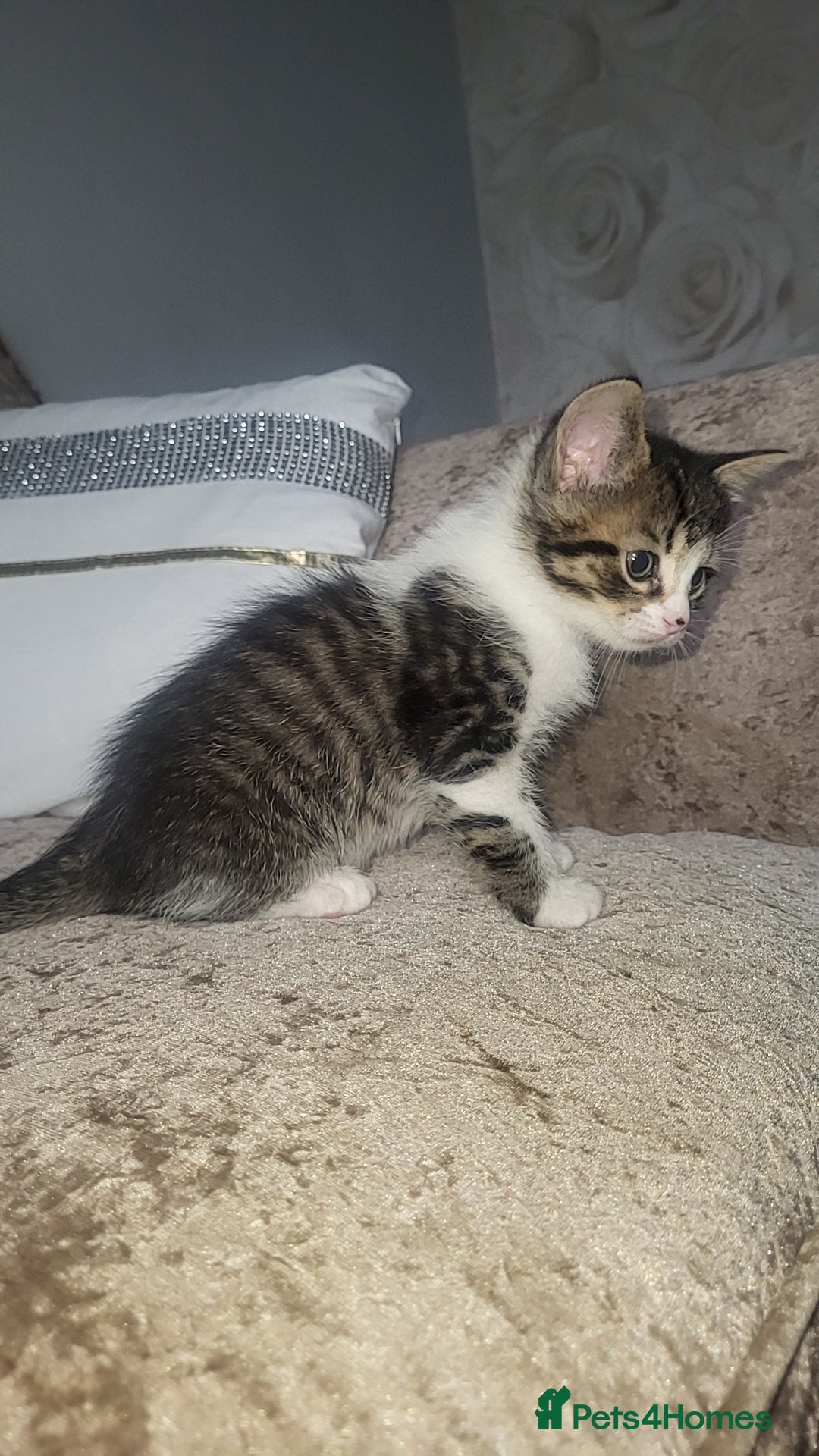 Mixed Breed cats for sale: Male and female kitten for sale  - Image 1