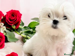 Maltese dogs Ready to Leave Now Quality Tiny Maltese - Advert 1