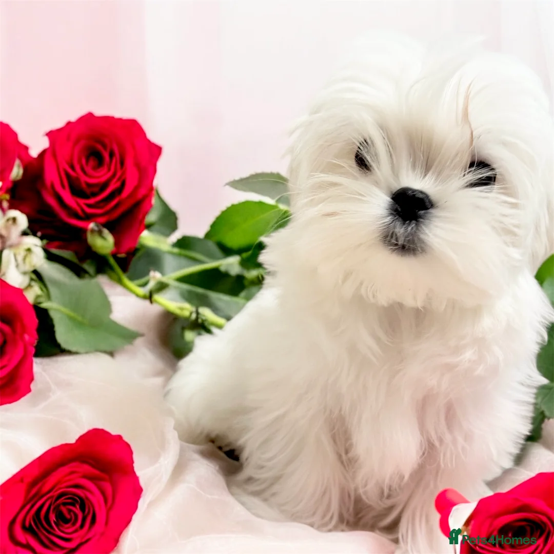 Maltese dogs for sale: 💎Last Boy Full Korean Maltese  Available💎 - Advert 26