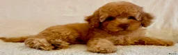 Toy Poodle dogs for sale: Toy poodle puppies  in Wakefield - Advert 39