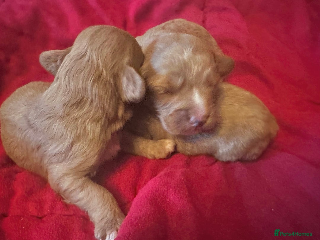 Cavapoo dogs for sale: Cavapoo Puppies - Advert 1