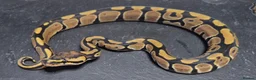 Python Snake reptiles for sale: UPDATED Various Ball Python Hatchlings - Advert 5