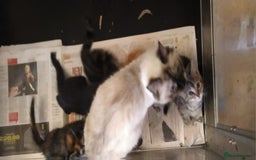 Ragdoll cats for sale: Beautiful Ragdoll x Kittens  - Advert 3