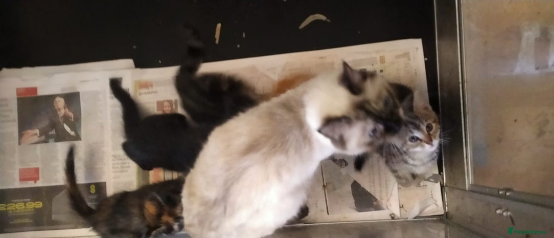 Ragdoll cats for sale: Beautiful Ragdoll x Kittens  - Advert 3