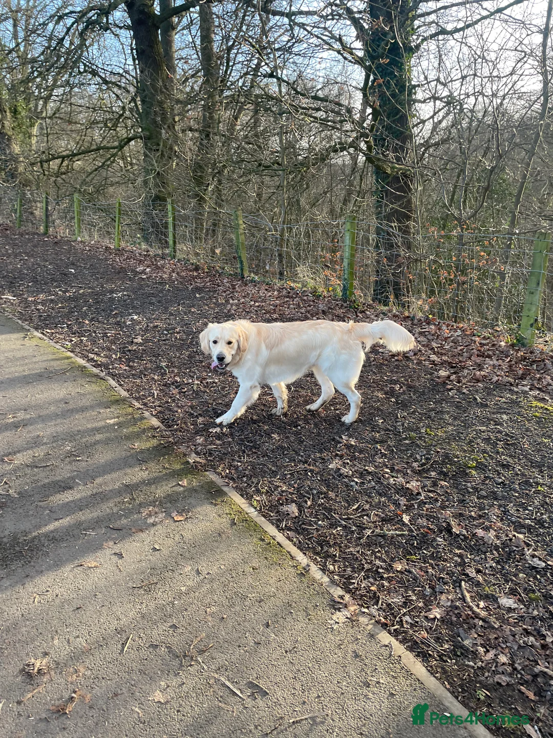 Golden Retriever dogs for stud: STUD - KC Registered - Golden Retriever  in Bishop Auckland - Advert 3