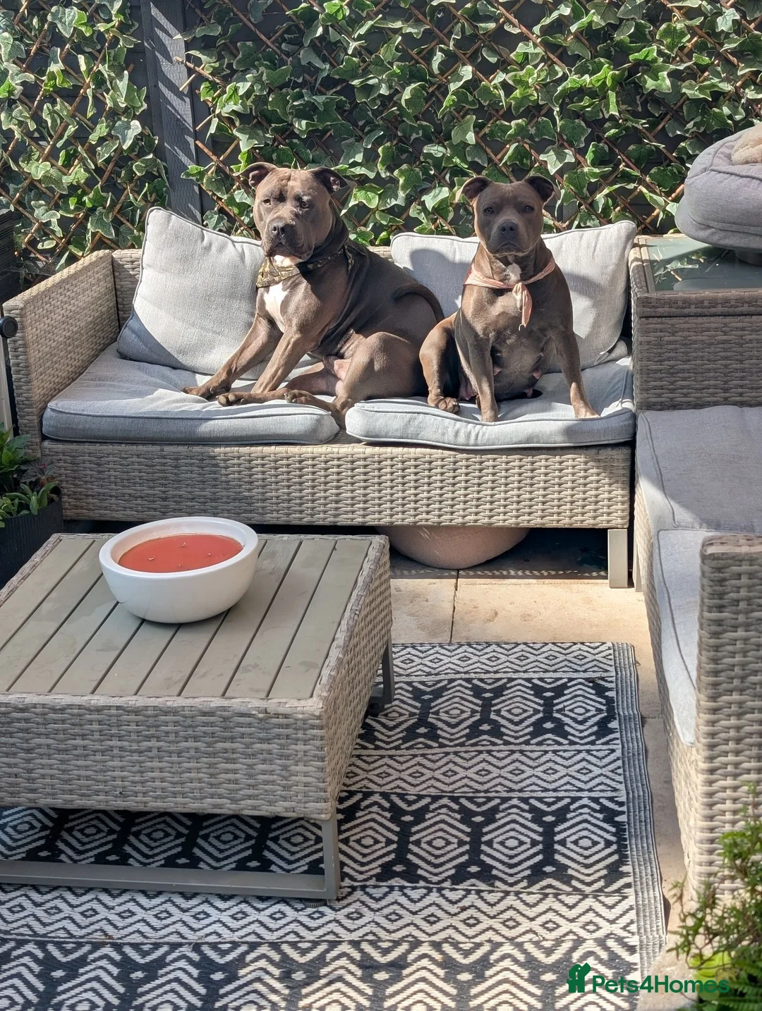 Staffordshire Bull Terrier dogs for sale: Stunning staff x puppies - Advert 11