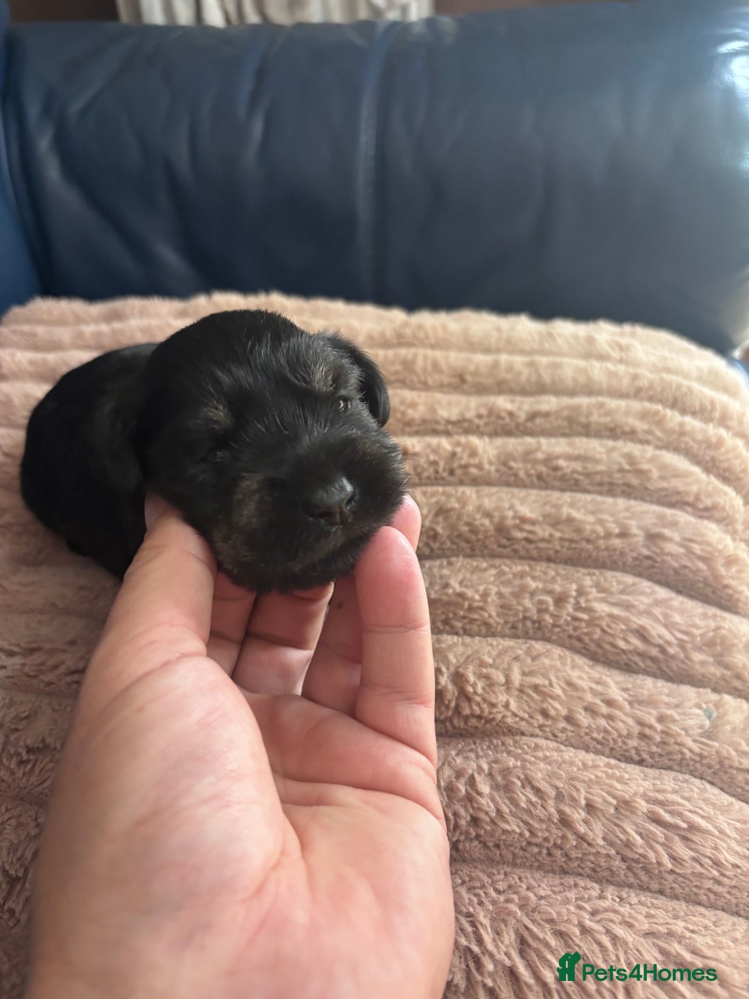 Miniature Schnauzer dogs for sale: Black and silver boy  - Image 4