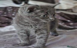 British Longhair cats for sale: Blue cat  - Image 5