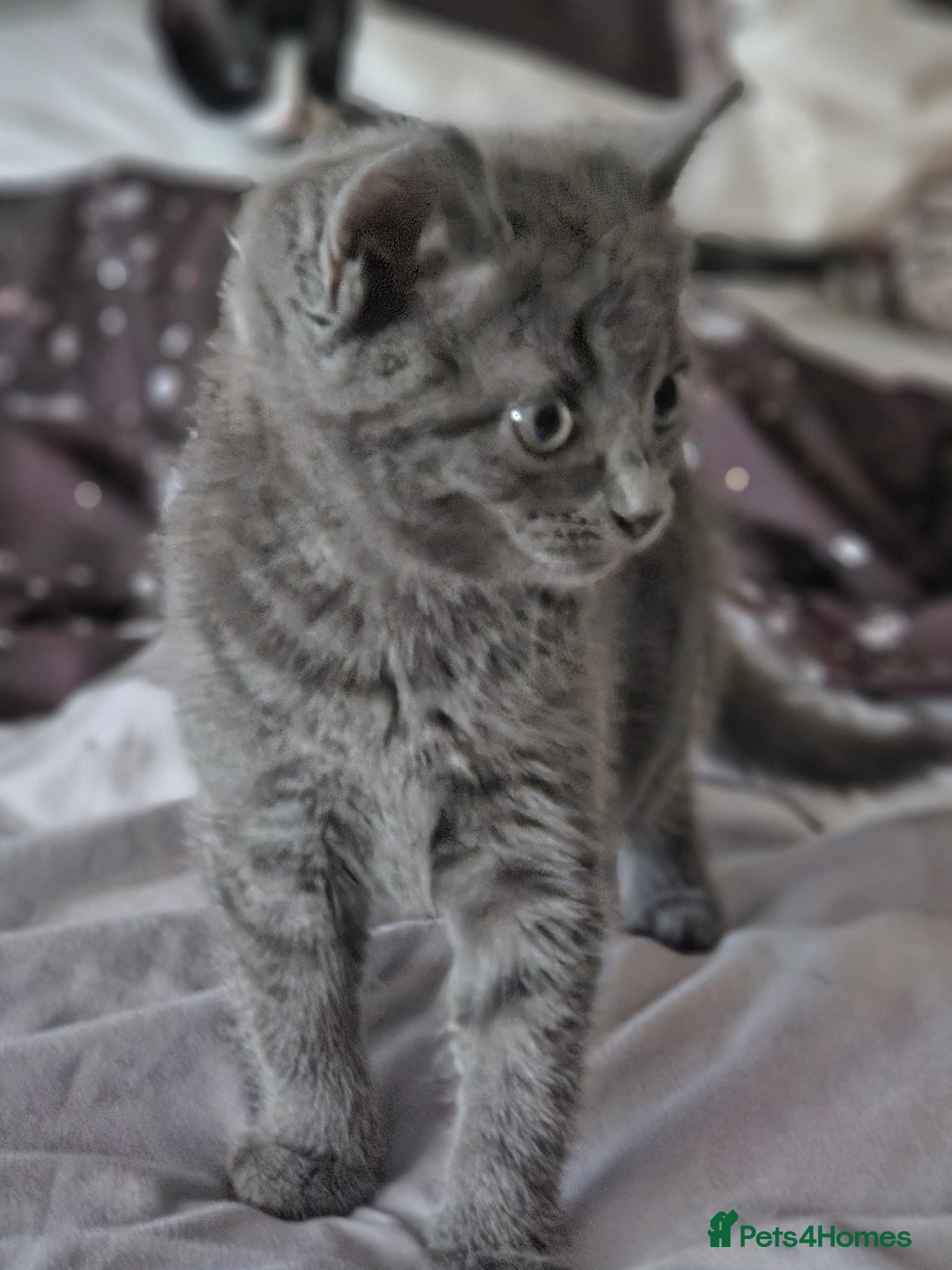 British Longhair cats for sale: Blue cat  - Image 5