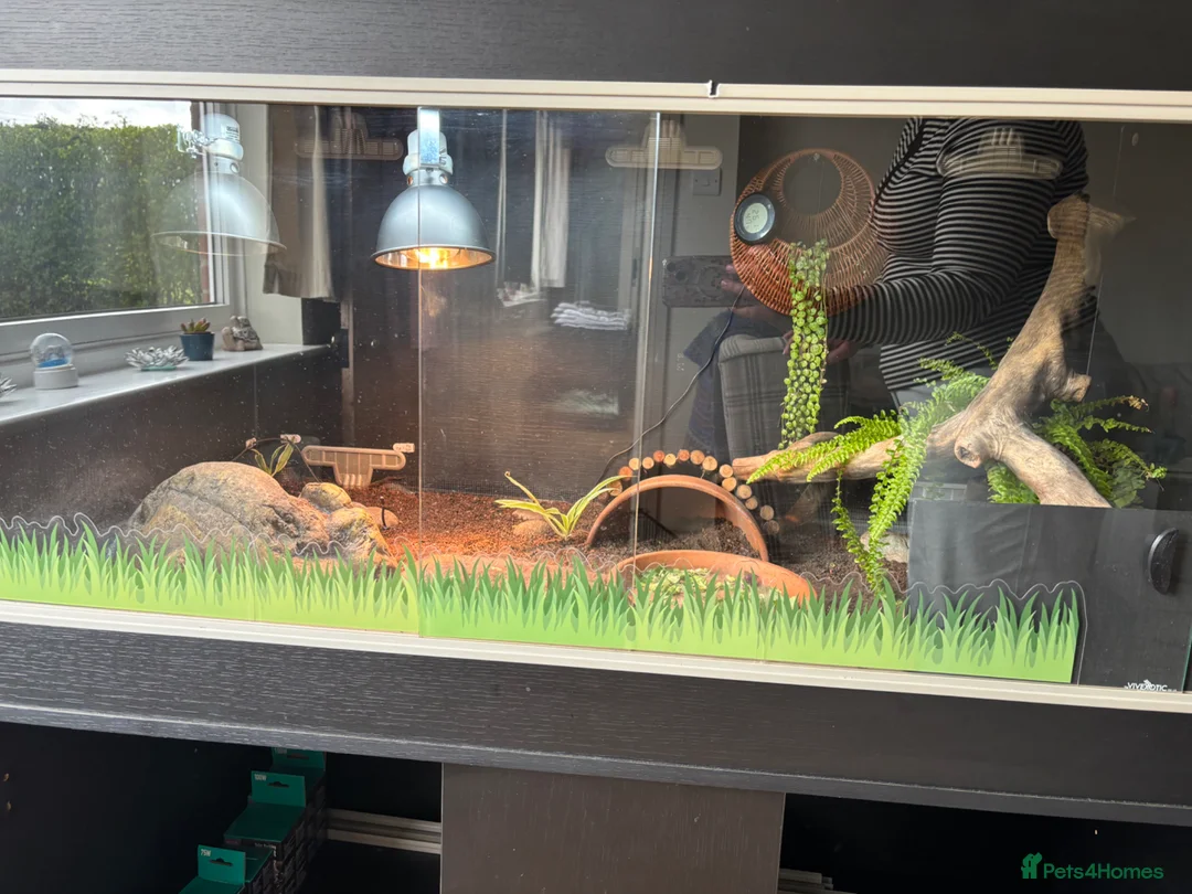 Hermann Tortoise reptiles for sale: Hermanns Tortoise - Advert 7