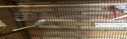 Budgerigars birds for sale: 5 beautiful baby budgies with a cage  - Advert 5