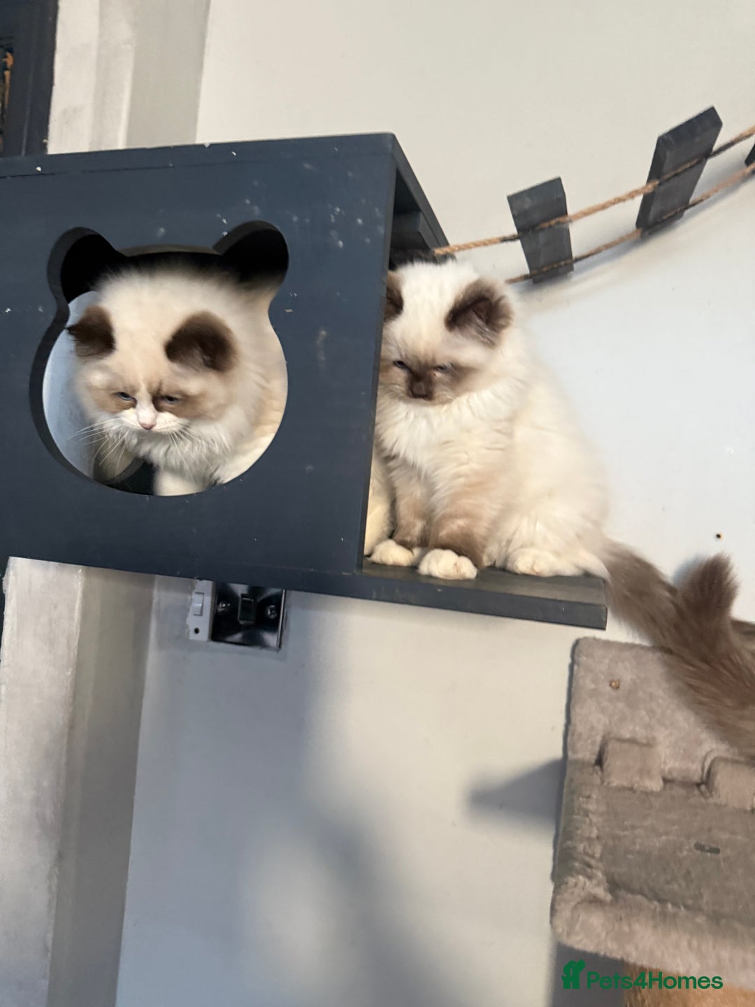Ragdoll cats for sale: Stunning GCCF/TICA Purebred Reg Ragdoll Kittens - Advert 18