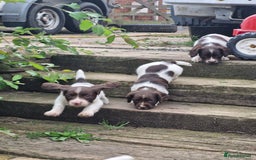English Springer Spaniel dogs for sale: KC registered English Springer Spaniel - Image 18