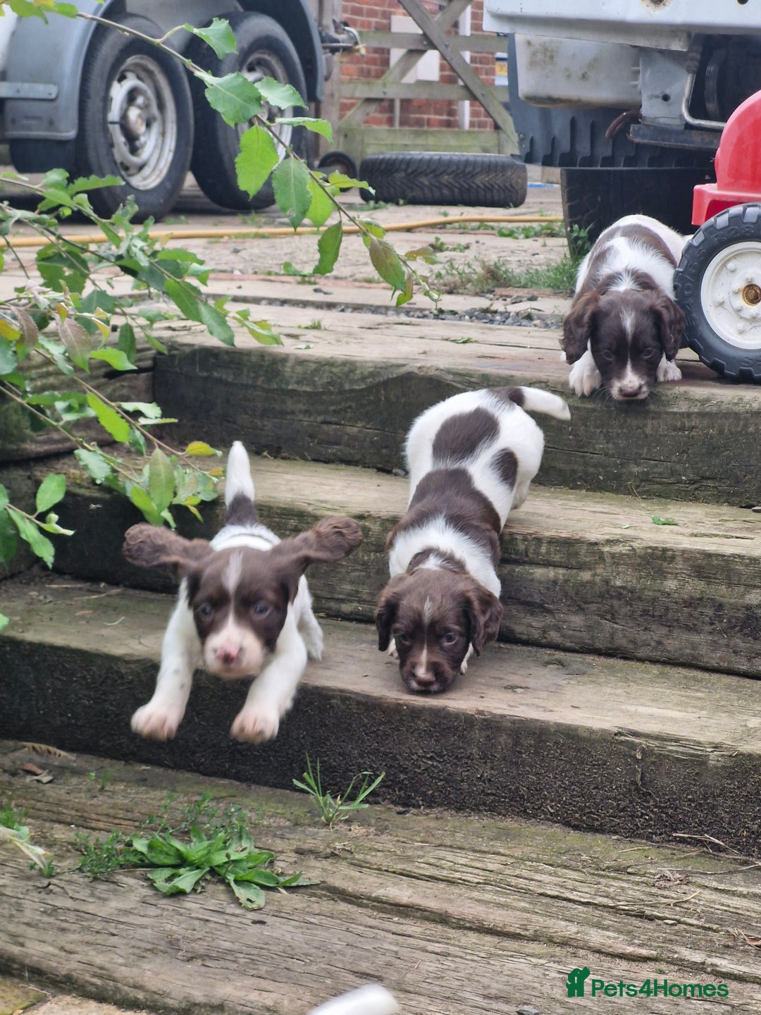 English Springer Spaniel dogs for sale: KC registered English Springer Spaniel - Image 18