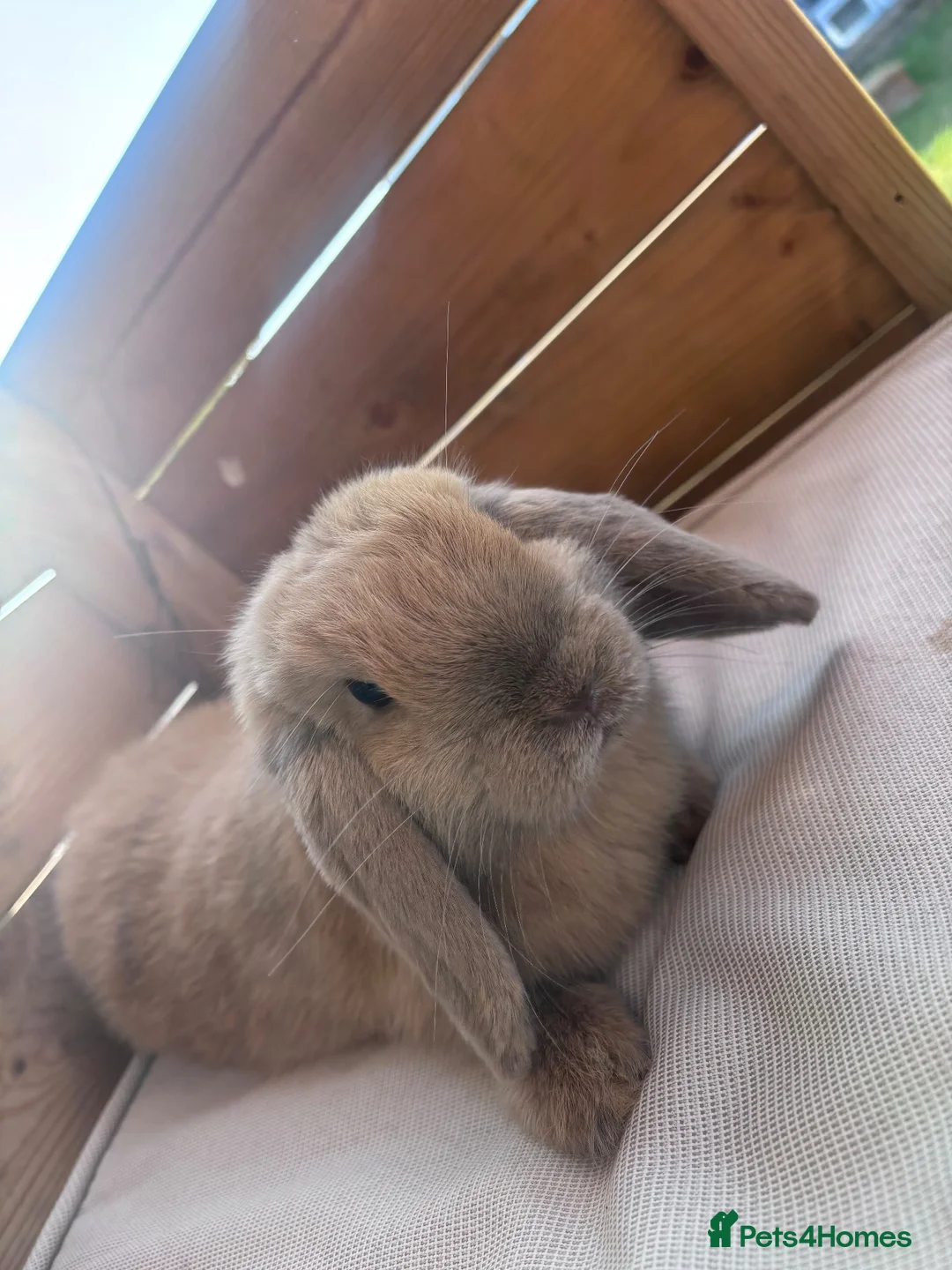 Mini Lop rabbits for sale: Mini lop rabbit  - Advert 3