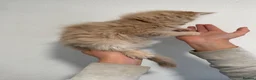 Maine Coon cats for sale: 4 beautiful and playful Maine Coon kittens - Advert 7