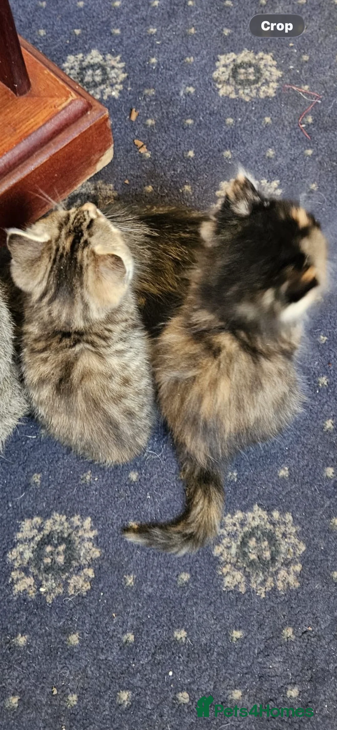 Mixed Breed cats for sale: Gorgeous mixed Breed Kitten - Advert 5