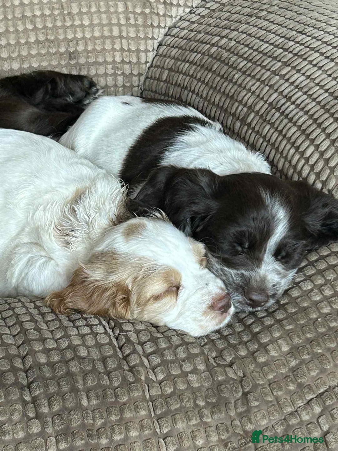Cocker Spaniel dogs for sale: Beautiful cocker spaniel puppies  - Image 5