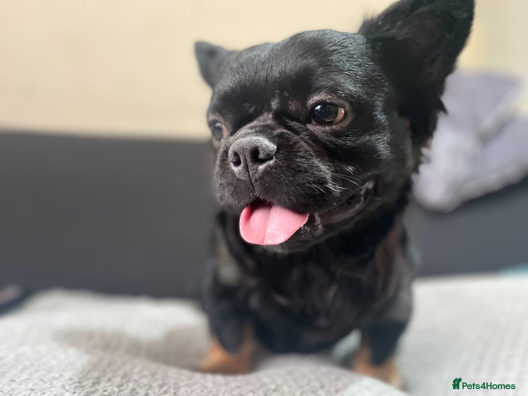 French Bulldog dogs for sale: Fluffy Male Frenchy Black and Tan 🐾🐾 - Image 2