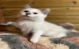 Ragdoll cats for sale: Tica Cherubim ragdoll kittens ready now  - Image 6