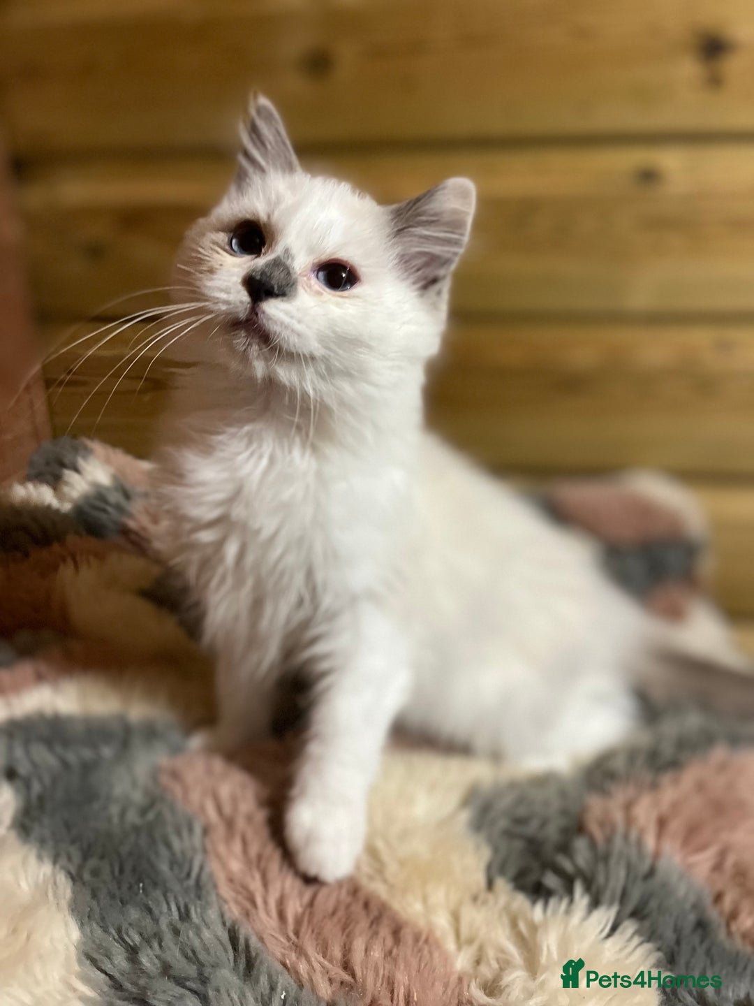 Ragdoll cats for sale: Tica Cherubim ragdoll kittens ready now  - Image 6