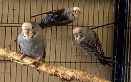 Budgerigars birds for sale: 7 Baby budgies for sale  - Advert 4