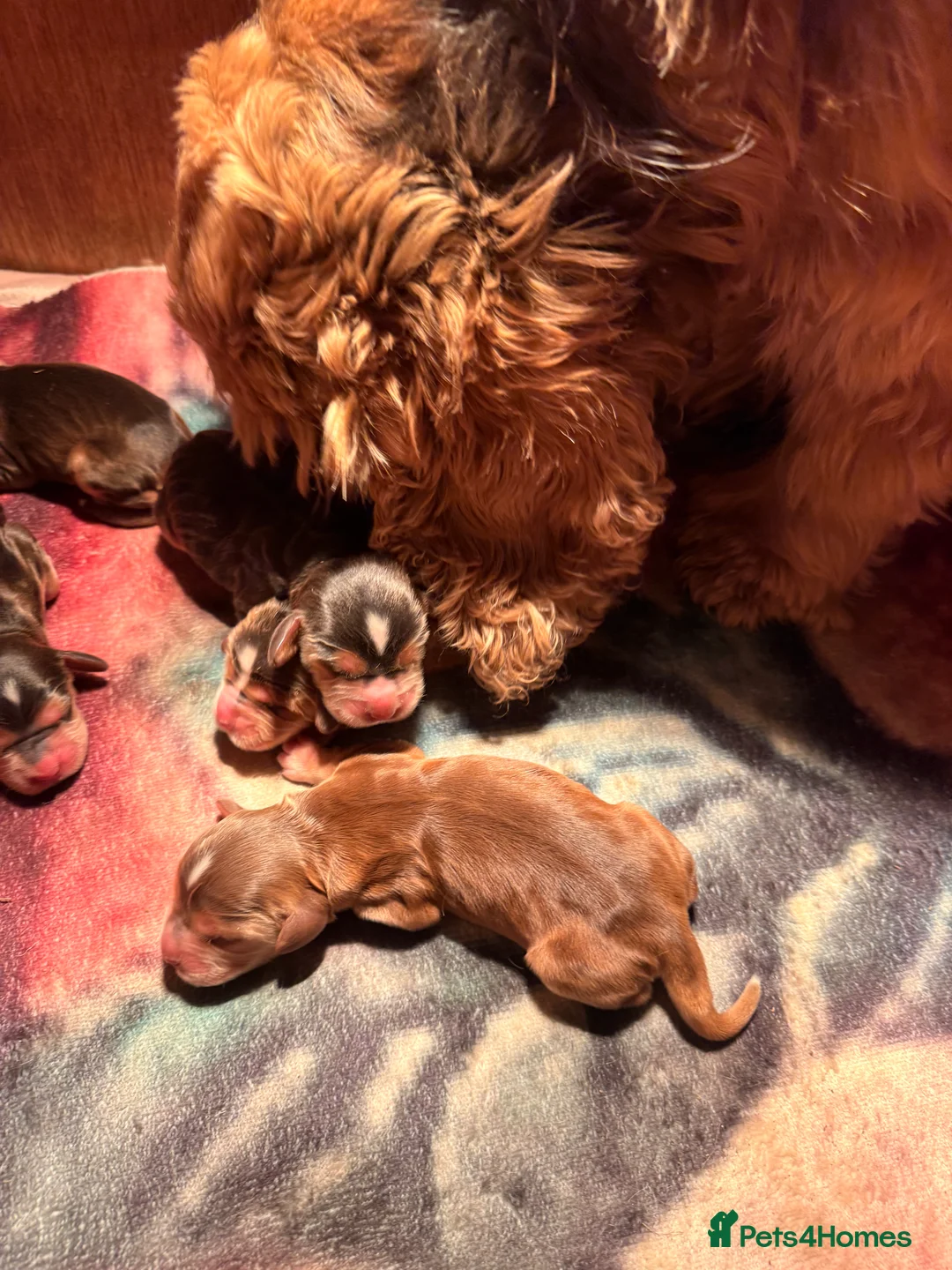 Cocker Spaniel dogs for sale: Stunning sable show cocker puppies in Kendal - Advert 11