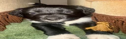 Sprollie dogs for sale: Springer x Collie in Lydney - Advert 26