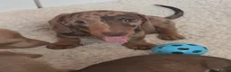 Dachshund dogs for sale: Dachshund puppies  - Advert 3