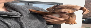 Slinky