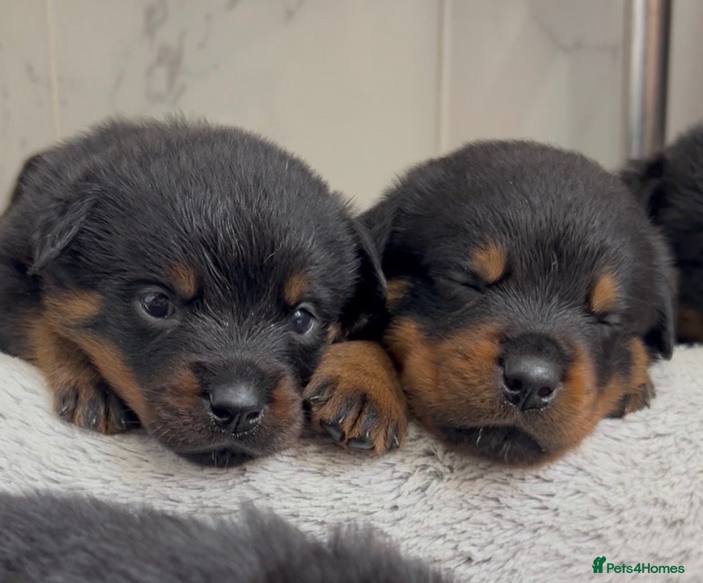 Rottweiler dogs Rottweilers kc reg fully hereditary tested - Advert 6